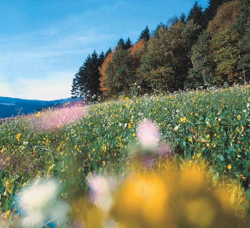 Landhaus Lenneper-Fuehrt Kirchhundem Bagian luar foto